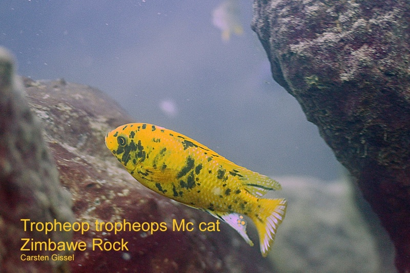 Tropheops sp. 'orange chest' Zimbawe Rock
